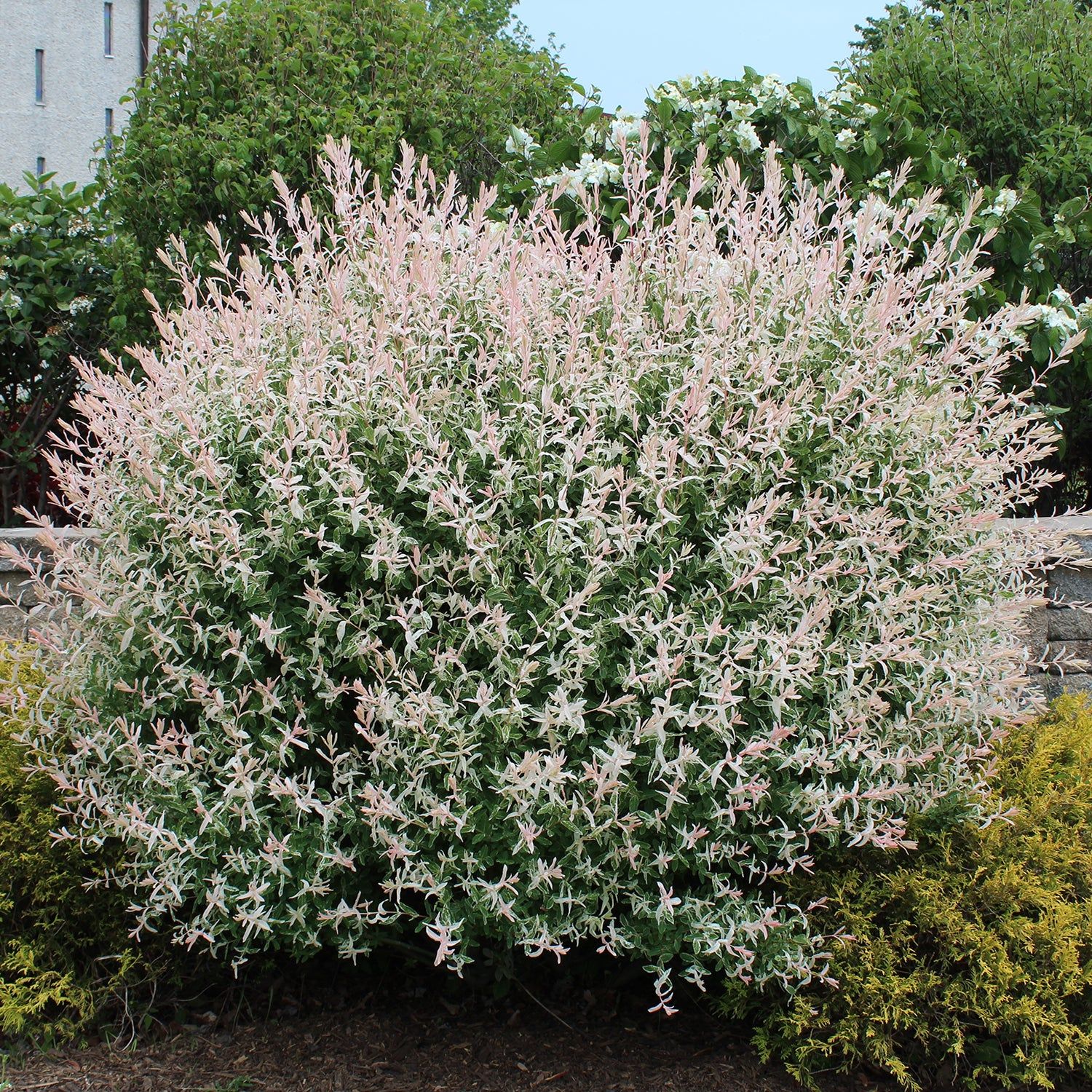 Dappled Willow Salix ‘Hakuro Nishiki’