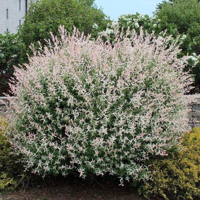 Dappled Willow Salix ‘Hakuro Nishiki’