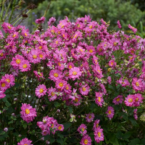 Anemone ‘Fall in Love’