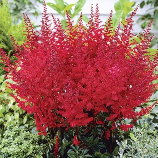 Astilbe ‘Fanal’ Dark Red