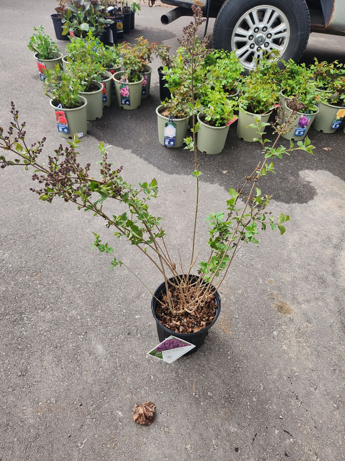 Lilac Syringa ‘Penda’ Bloomerang Dark Purple