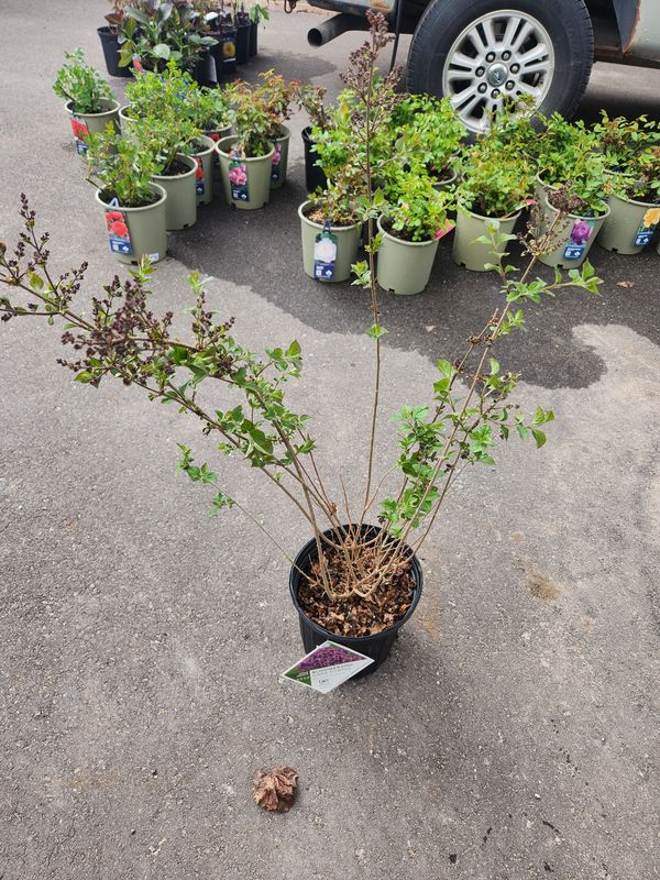 Lilac Syringa ‘Penda’ Bloomerang Dark Purple