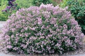 lilac syringa meyeri &#39;Palibin&#39; dwarf Korean