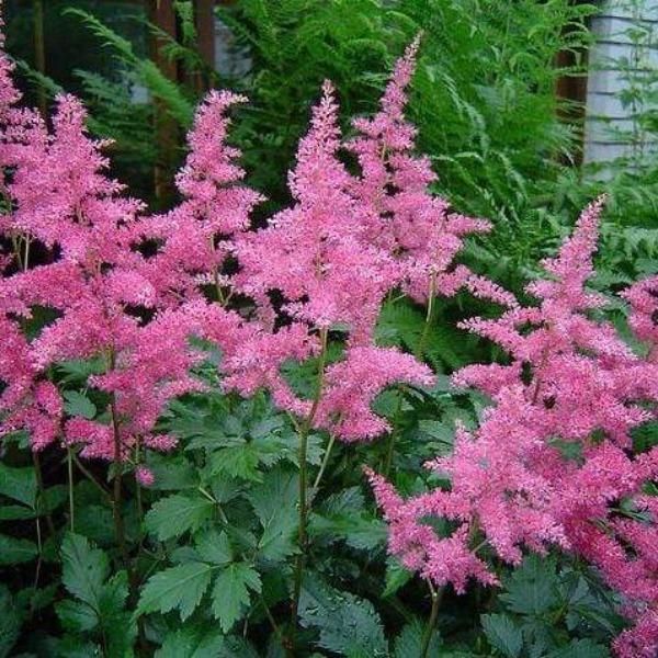 Astilbe ‘Rheinland’ Pink