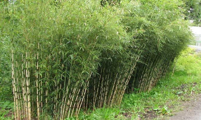 Fargesia Robusta ‘Campbell’
