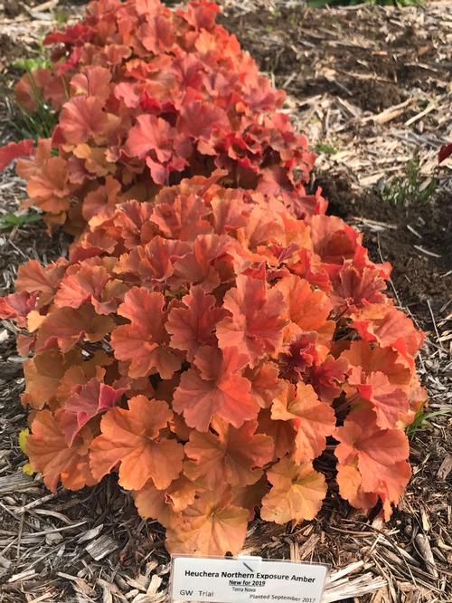 Heuchera ‘Northern Exposure-Amber’