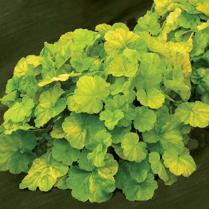 Heuchera ‘Northern Exposure-Lime’