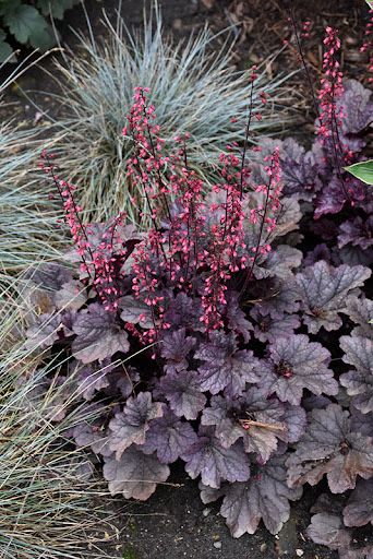 Heuchera ‘Grape Timeless’