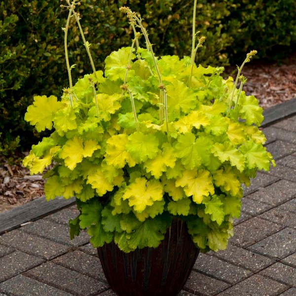 Heuchera ‘Lemon Love’