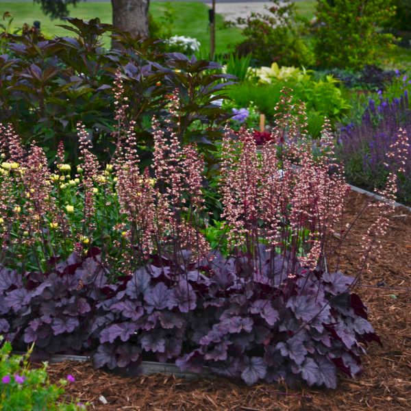 Heuchera ‘Grape Expectations’
