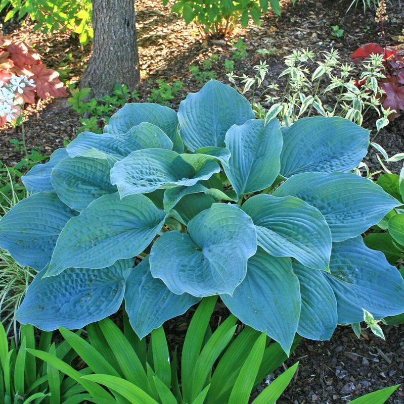 Hosta ‘Blueberry Muffin’ Blue
