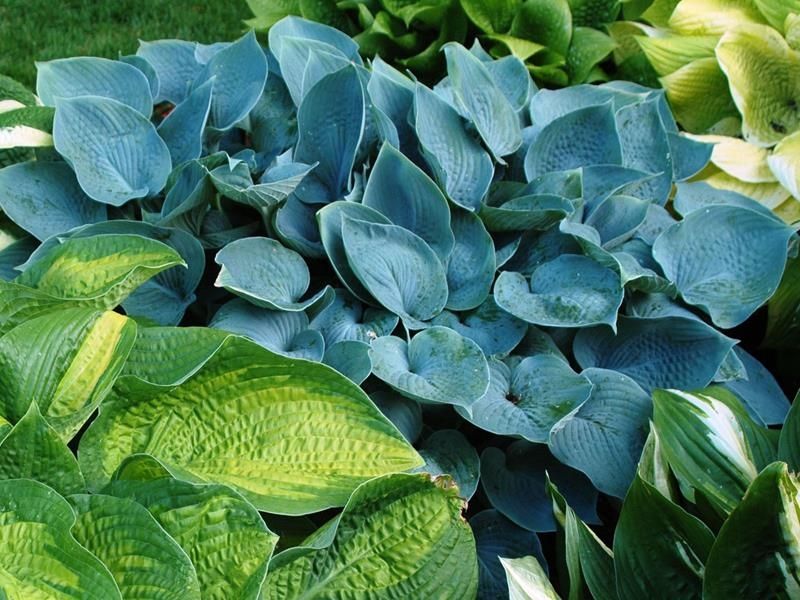 Hosta ‘Hadspen Blue’ Blue
