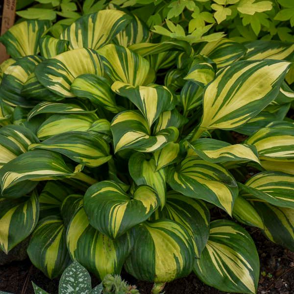 Hosta ‘Rainbow’s End’ green with yellow heart