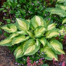 Hosta ‘Love Story’ creamy centre/green margin