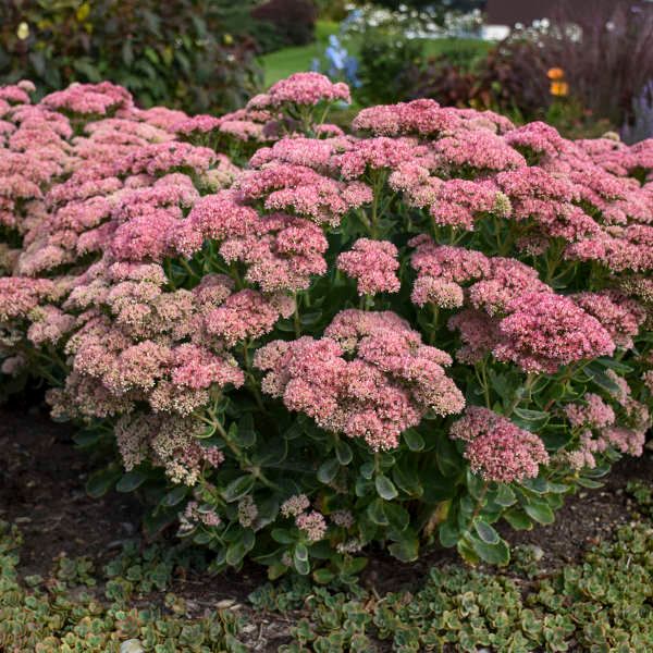 Sedum ‘Autumn Joy’ Green leaf, pink flower