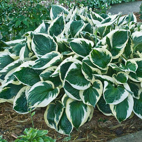 Hosta ‘Minuteman’ green heart/White margin