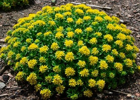 Sedum ‘Little Miss Sunshine’ green leaf, yellow flower
