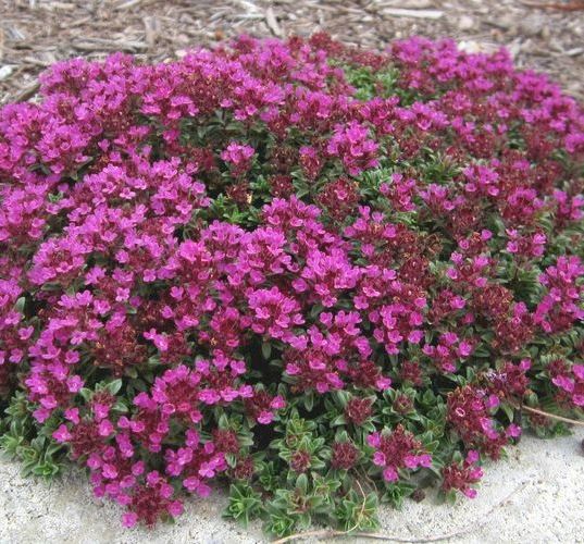 Red Creeping Thyme Thymus ‘Coccineus’