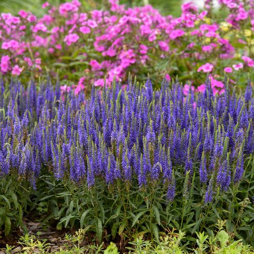 Spike Speedwell Veronica ‘Wizzard of Ahhs’ Blue
