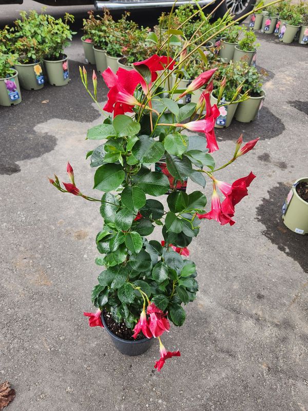 Mandevilla Annual Summer and Fall Blooms Large 