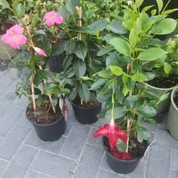 Dipladenia