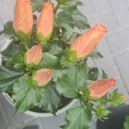 Hibiscus