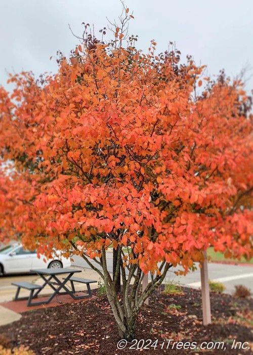Amelanchier ‘Autumn Brilliance’ (Service/Saskatoon Berry)