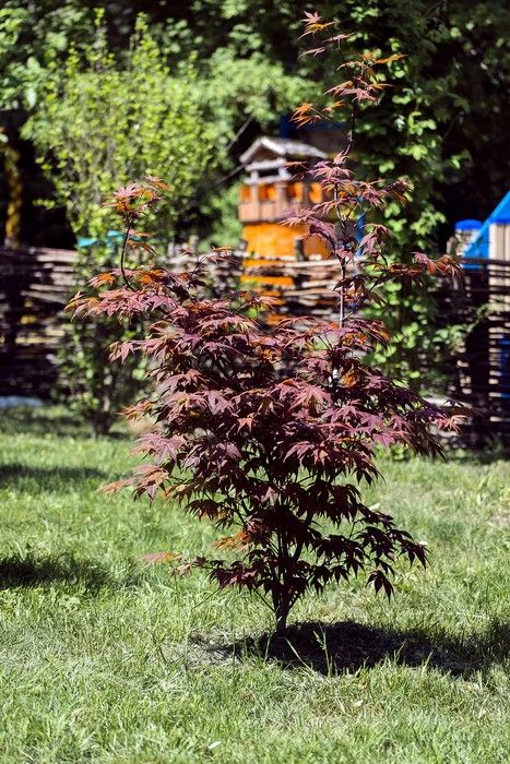 Acer Bloodgood (Bloodgood Japanese Maple)