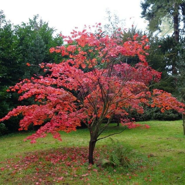 Acer Atropurpureum (Japanese Maple)
