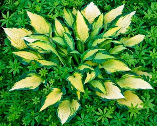 Hosta ‘Happy Dayz’ yellow heart/green margin