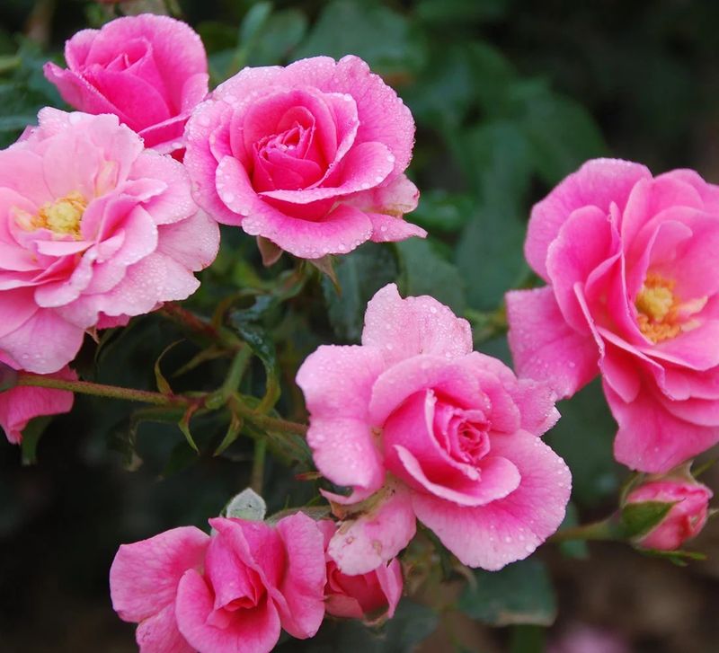 Our Rosy Carpet Shrub Rose