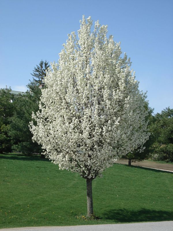 Pyrus Chanticleer (ornamental Pear)