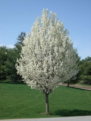 Pyrus Chanticleer (ornamental Pear)