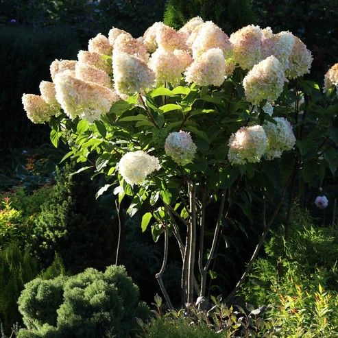 Flowering Shrub Standards Hydrangea Panicle &#39;Limelight&#39;