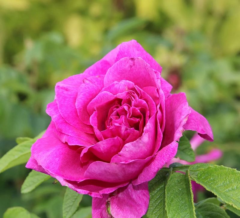 Hansa Shrub Rose