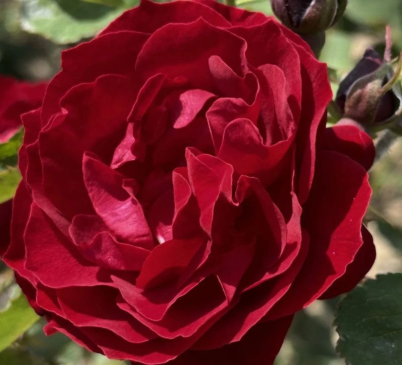 Hope of Humanity Shrub Rose