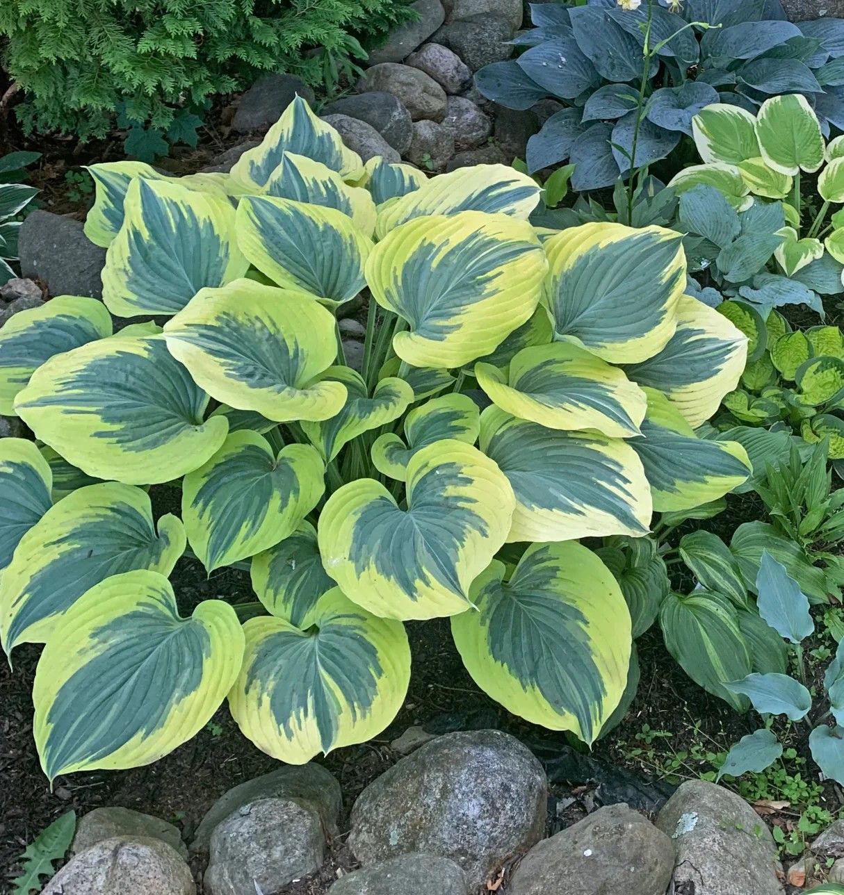 Hosta ‘Liberty’ green center/ yellow margin
