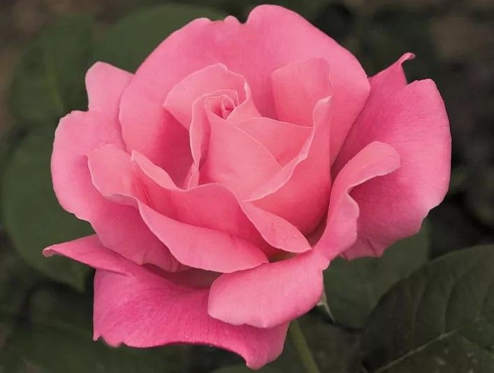 Perfume Delight Hybrid Tea Rose