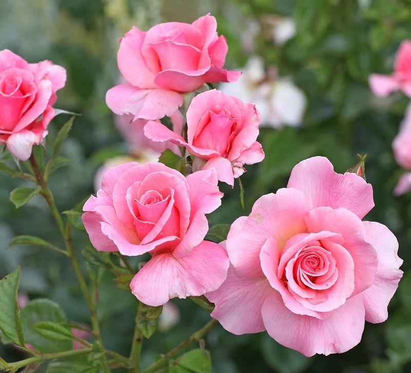 Tickled Pink Floribunda Rose