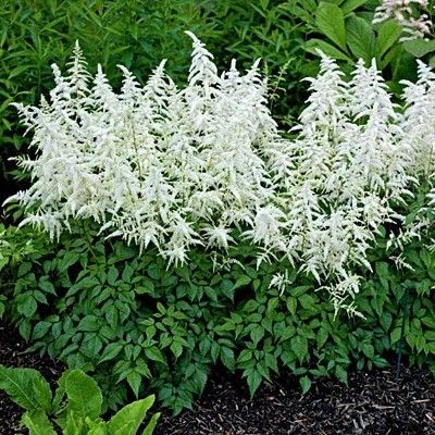 Astilbe ‘Deutschland’ White