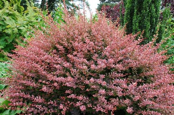 Barberies ‘Rose Glow’