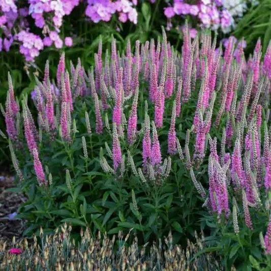 Spike Speedwell Veronica ‘Pink Potion’ Pink
