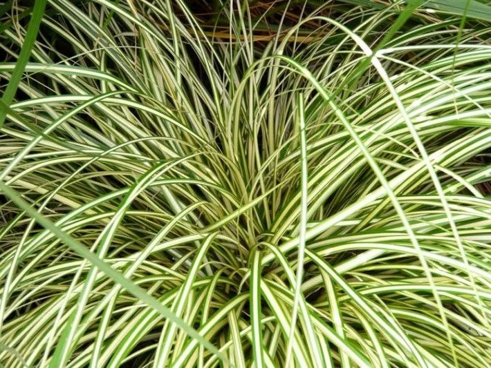 Carex oshimensis ‘Evergold’ Japanese Sedge green/yellow