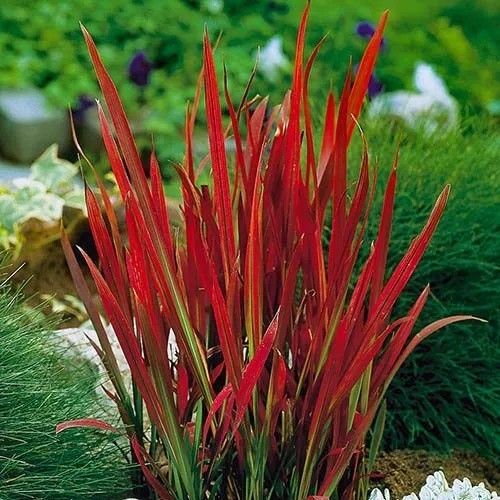 Imperata cyl. ‘Red Baron’ Japanese Blood Grass Red