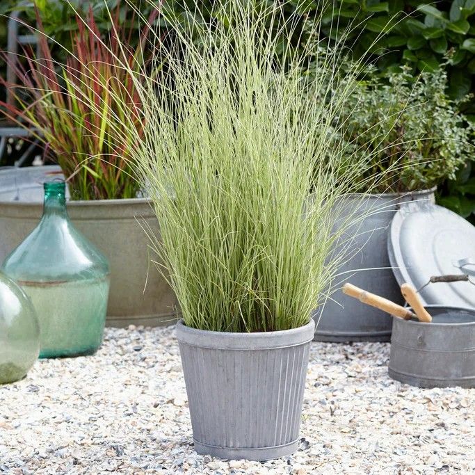 Miscanthus sinensis ‘Morning Light’ Morning Light Maiden Grass White band
