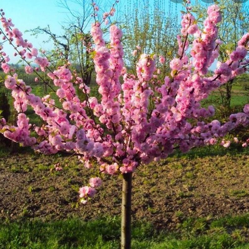 Prunus Triloba Pink Flowering Almond Double Flowering