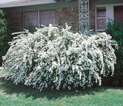 Japanese Spirea Spiraea x Vanhouttei (Bridal Wreath)