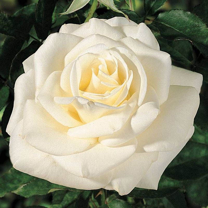 John F. Kennedy Hybrid Tea Rose
