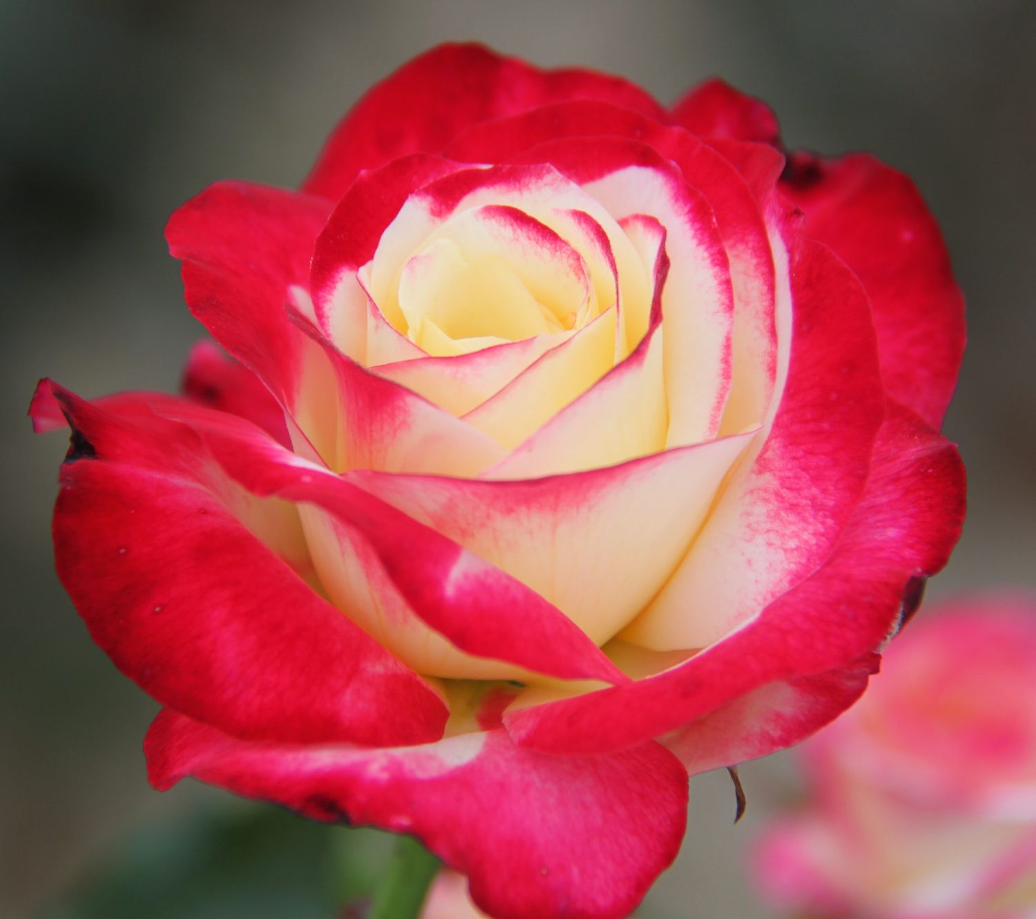 Double Delight Hybrid Tea Rose