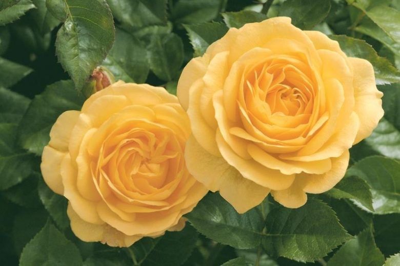 Julia Child Floribunda Rose